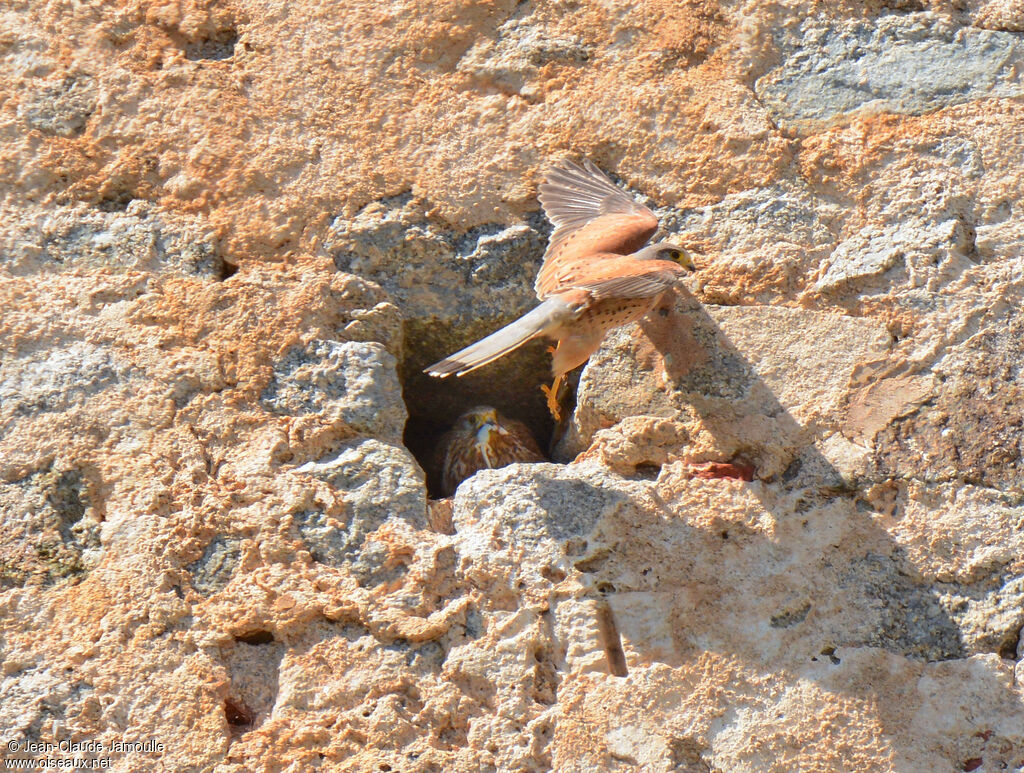 Faucon crécerelle , régime