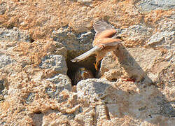 Common Kestrel