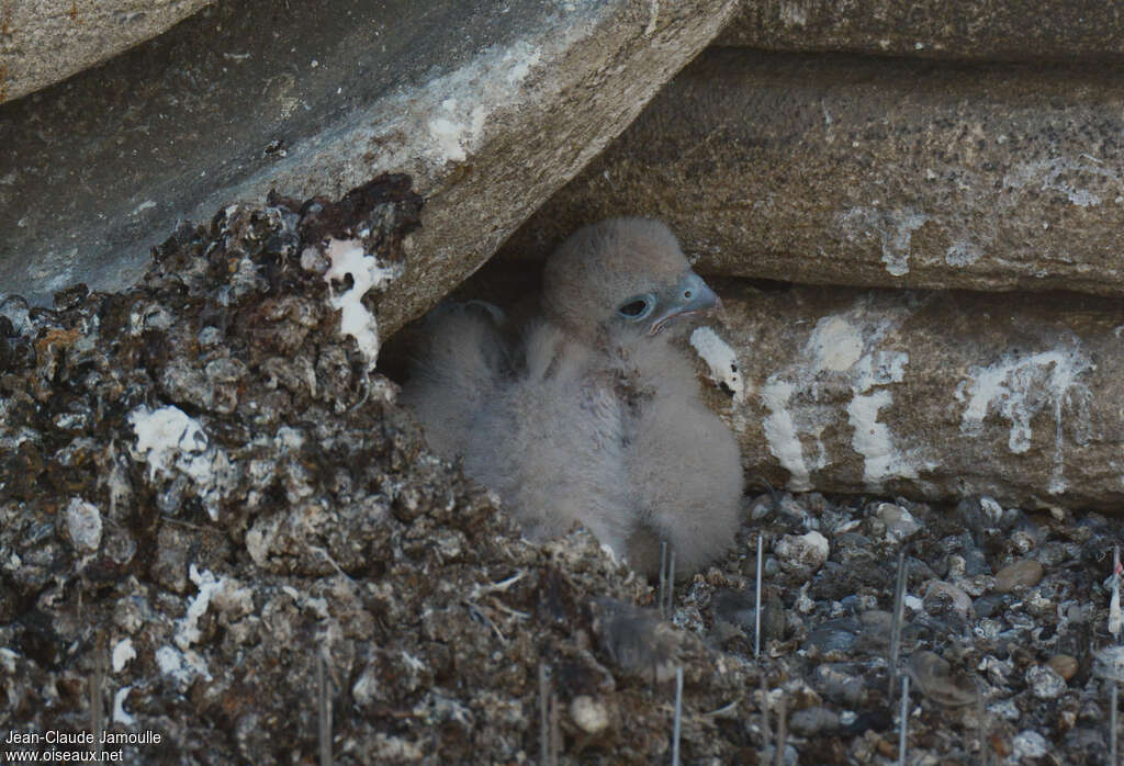 Common KestrelPoussin, identification, Reproduction-nesting