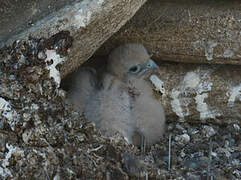 Common Kestrel