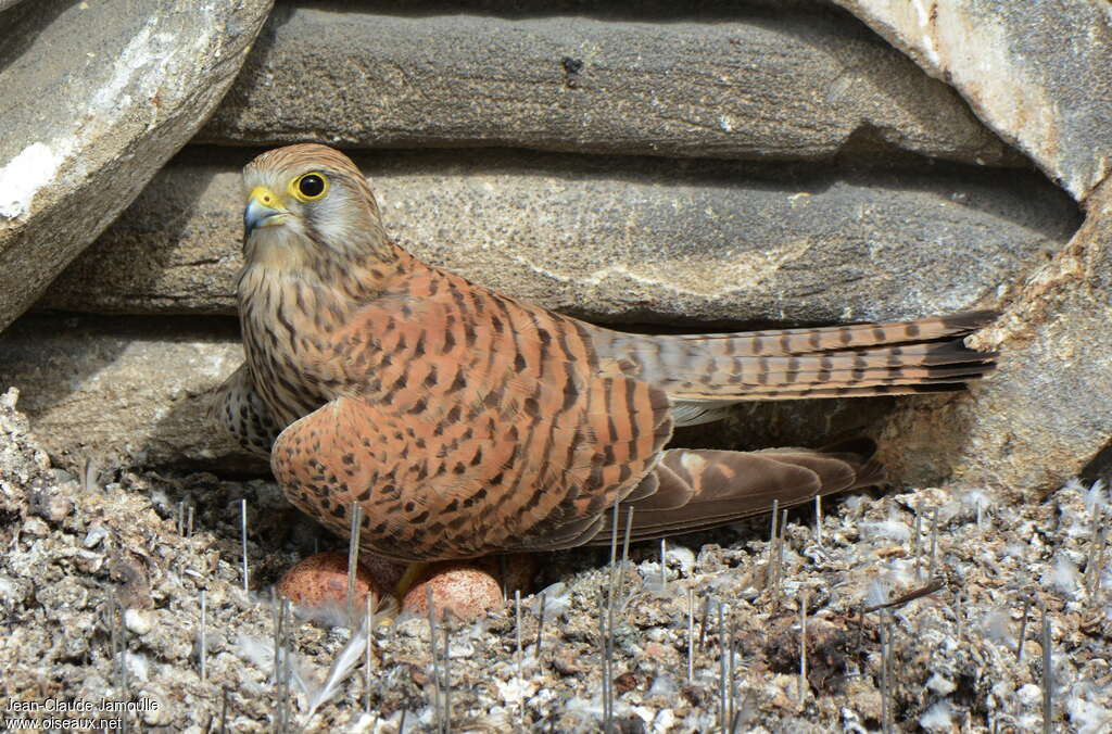 Common Kestrel female adult, Reproduction-nesting