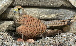 Common Kestrel