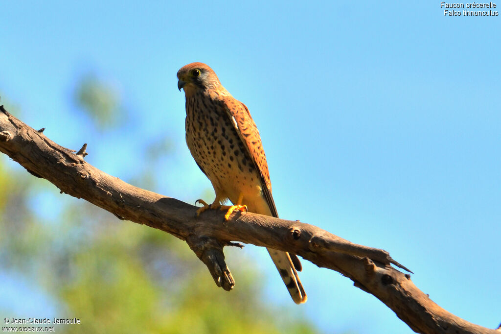 Common Kestrel female adult, Behaviour