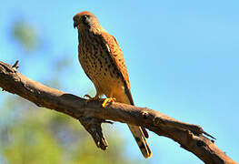 Common Kestrel