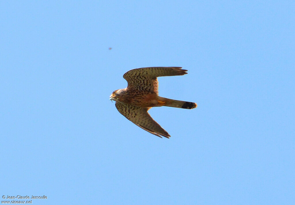 Common Kestrel male adult, feeding habits