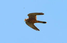 Common Kestrel