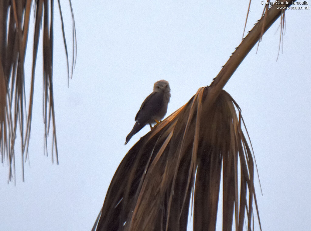 Dickinson's Kestrel