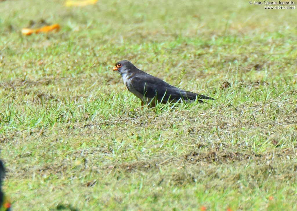 Amur Falcon male