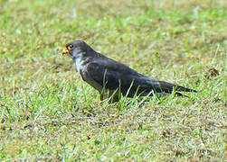 Amur Falcon