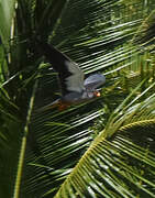 Amur Falcon