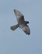 Amur Falcon