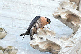 Peregrine Falcon