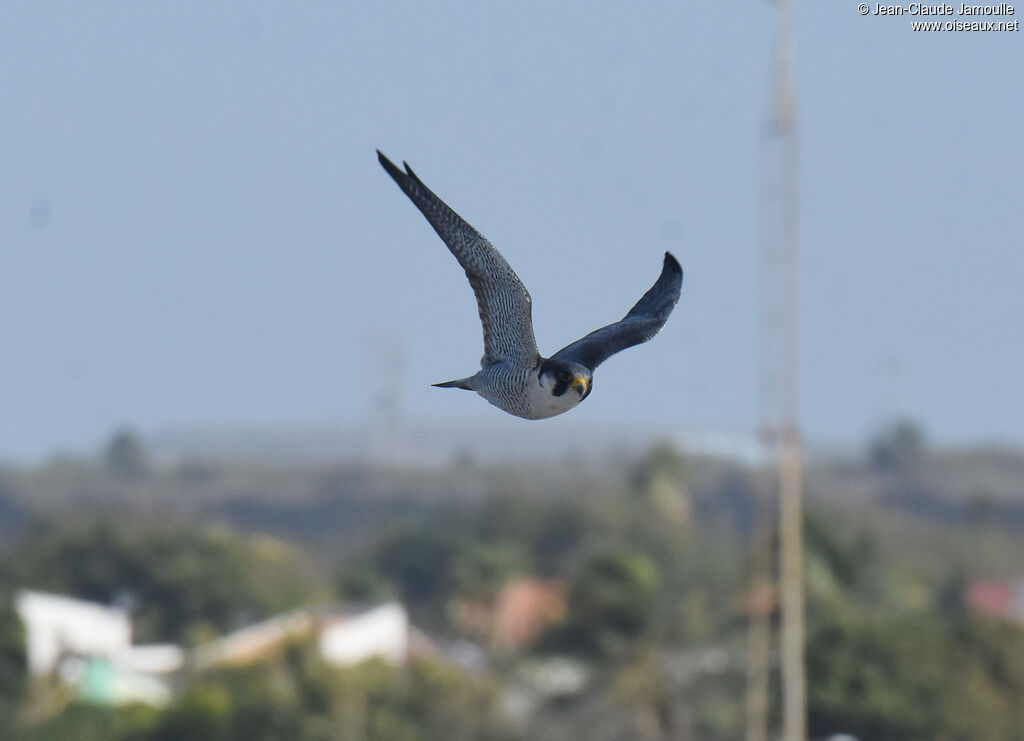 Peregrine Falcon male adult