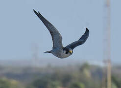 Peregrine Falcon