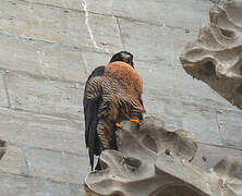 Peregrine Falcon