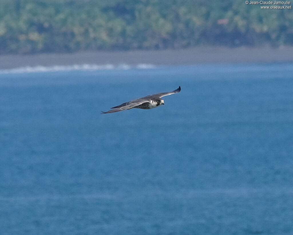 Peregrine Falcon