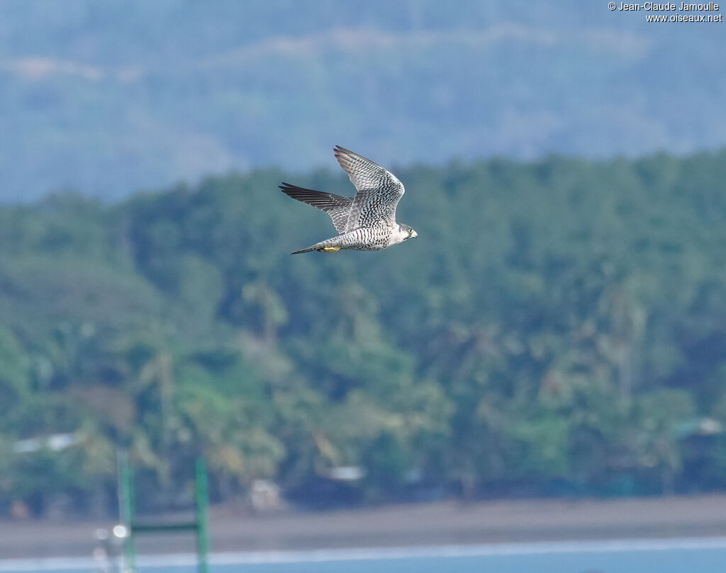 Peregrine Falcon