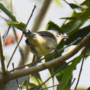 Eurasian Blackcap