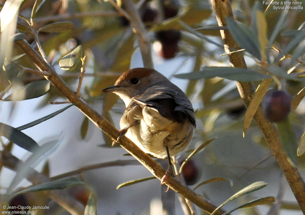 Eurasian Blackcap, feeding habits