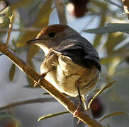 Eurasian Blackcap