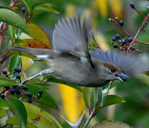 Eurasian Blackcap