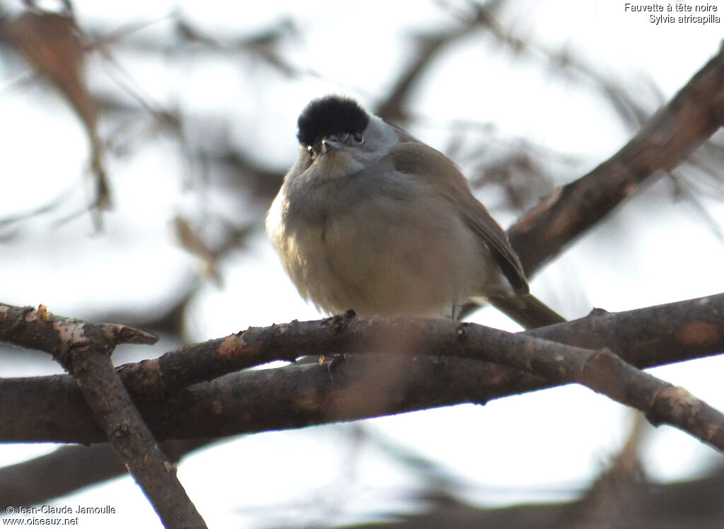 Eurasian Blackcap male