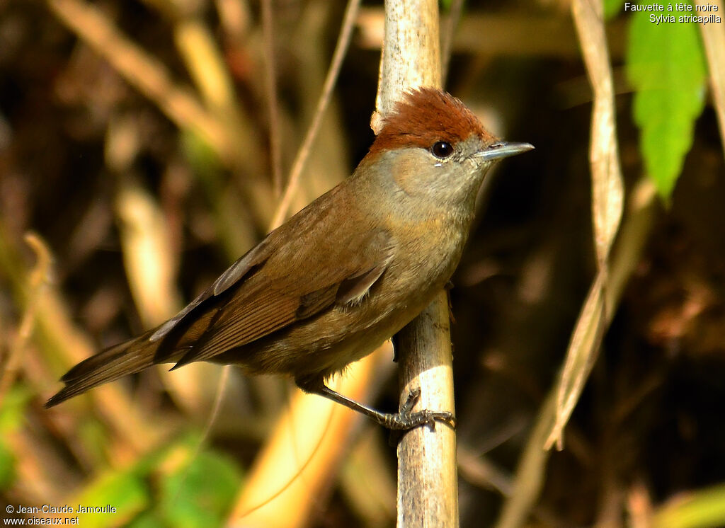 Eurasian Blackcap