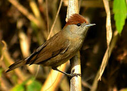 Eurasian Blackcap