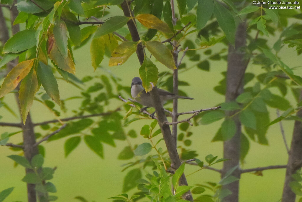 Lesser Whitethroat