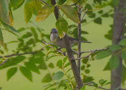 Lesser Whitethroat