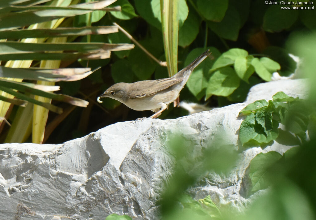 Menetries's Warbler female First year