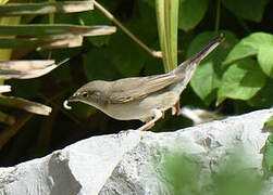 Menetries's Warbler