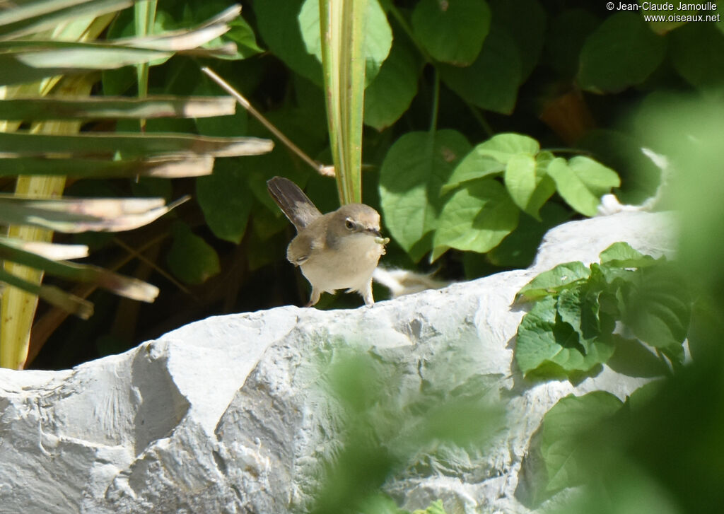 Menetries's Warbler