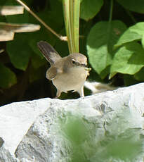 Fauvette de Ménétries