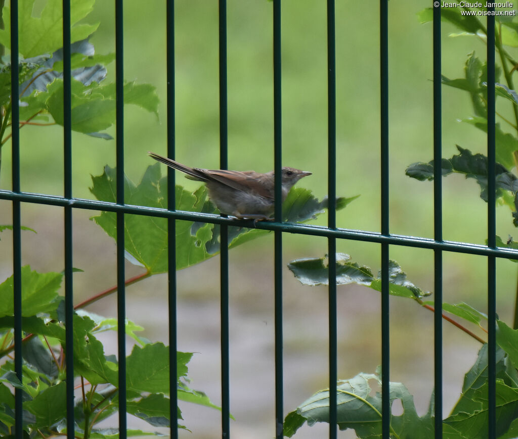 Common Whitethroat