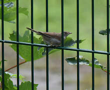 Common Whitethroat