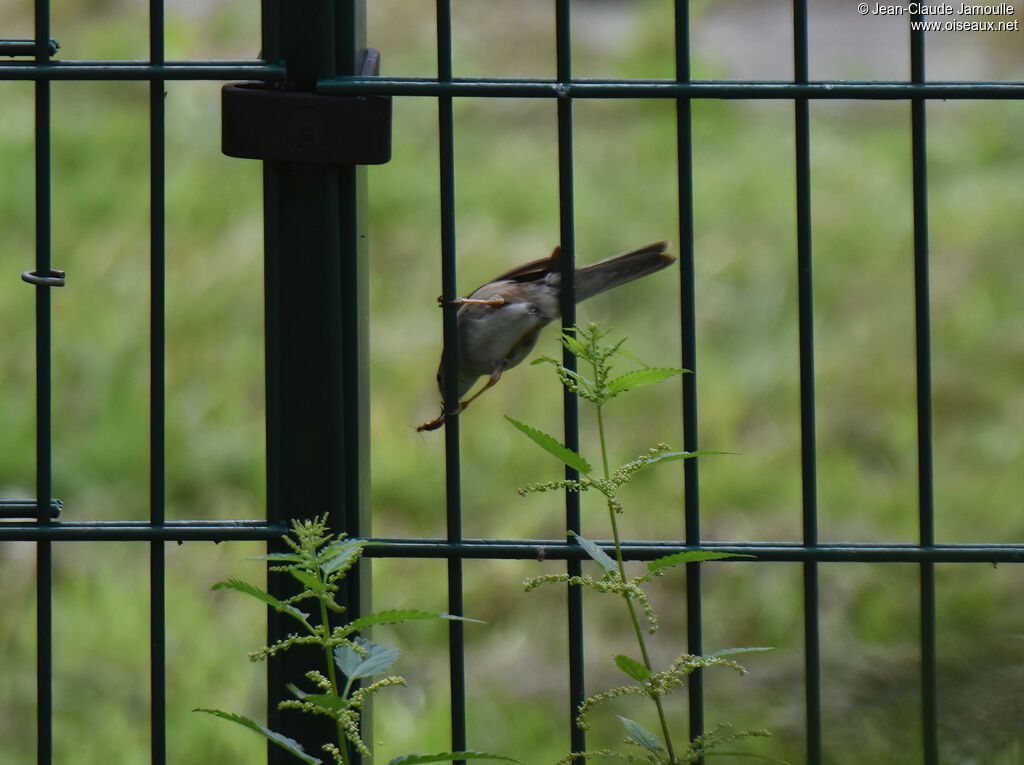 Common Whitethroat