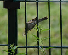 Common Whitethroat