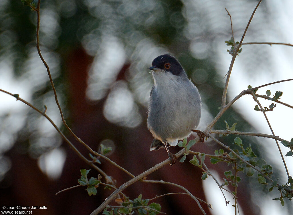 Sardinian Warbler