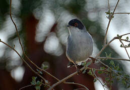 Sardinian Warbler