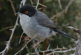 Sardinian Warbler