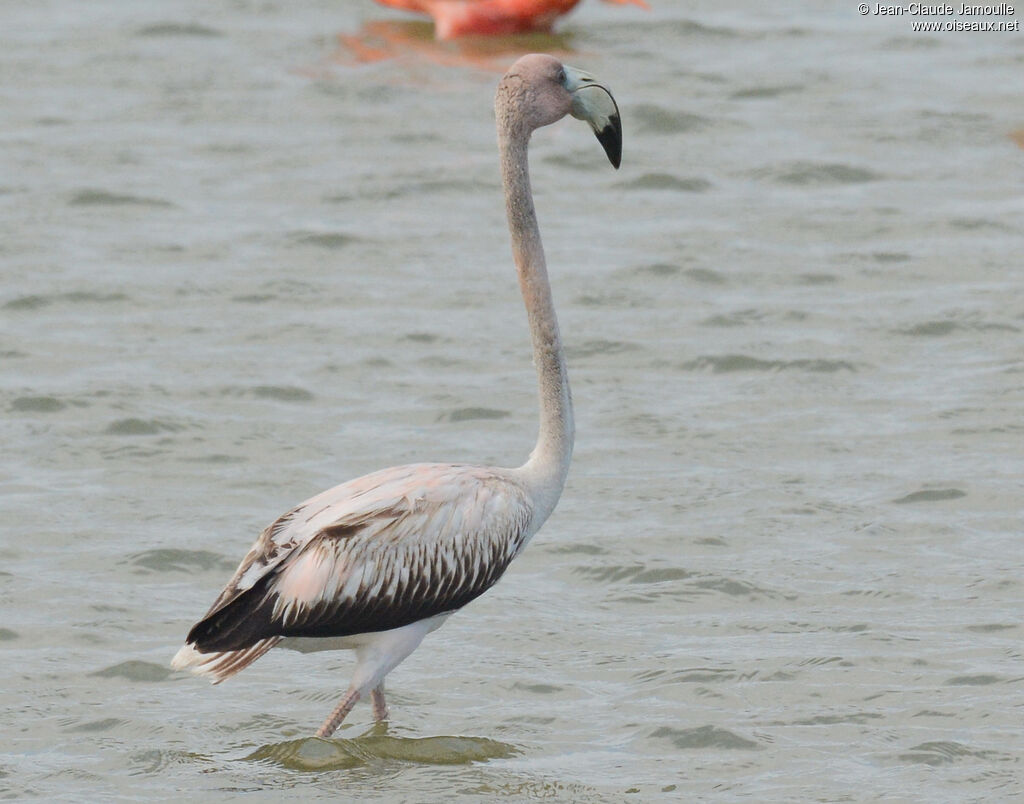 Flamant des Caraïbesimmature, identification, composition, marche, mange