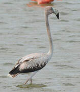 American Flamingo