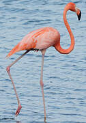 American Flamingo