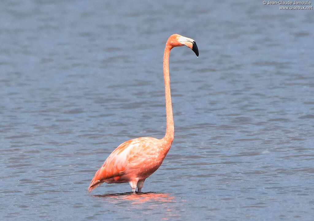 American Flamingo