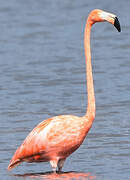 Flamant des Caraïbes