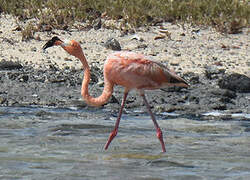 Flamant des Caraïbes