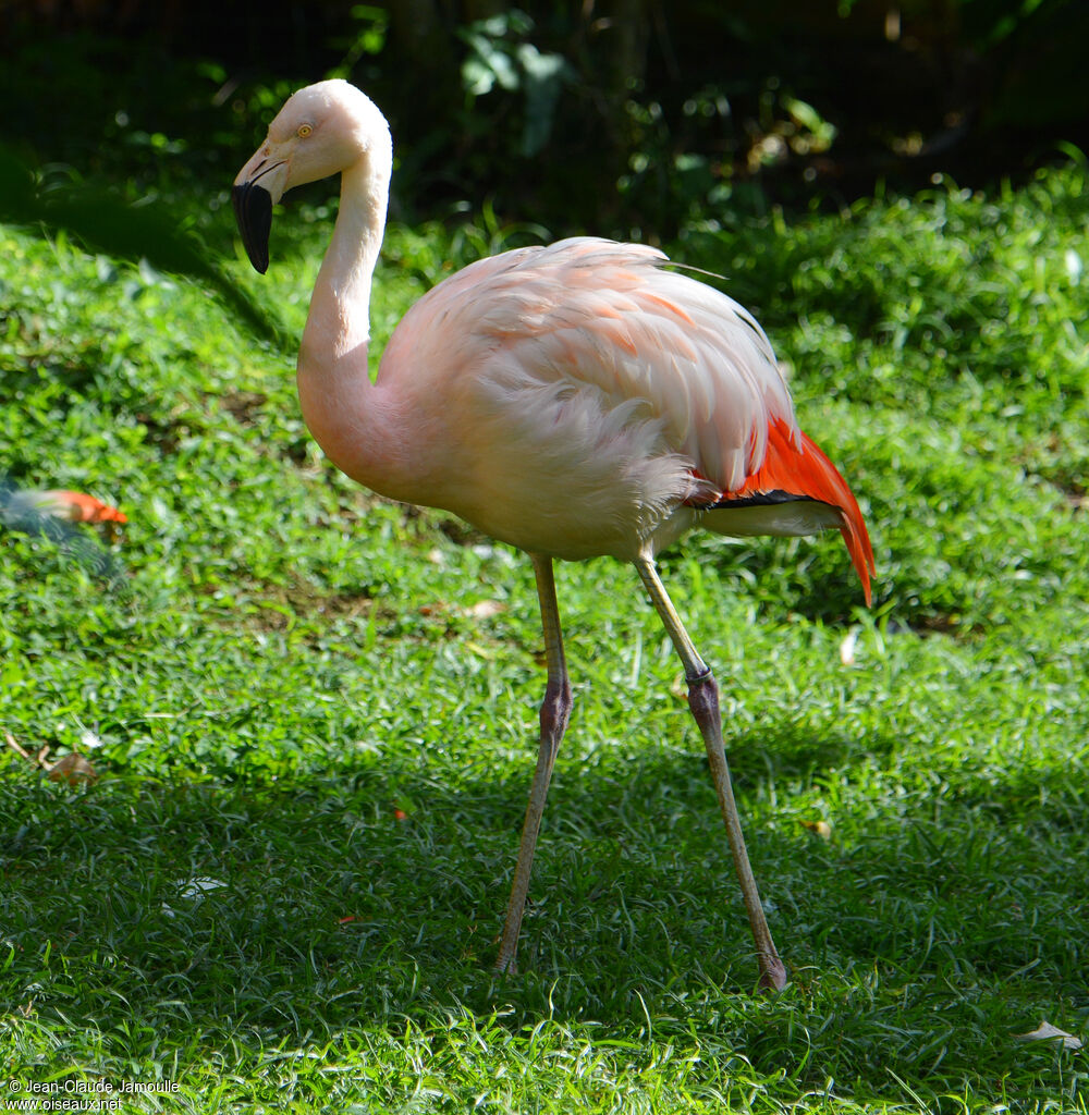 Flamant du Chili