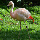 Flamant du Chili
