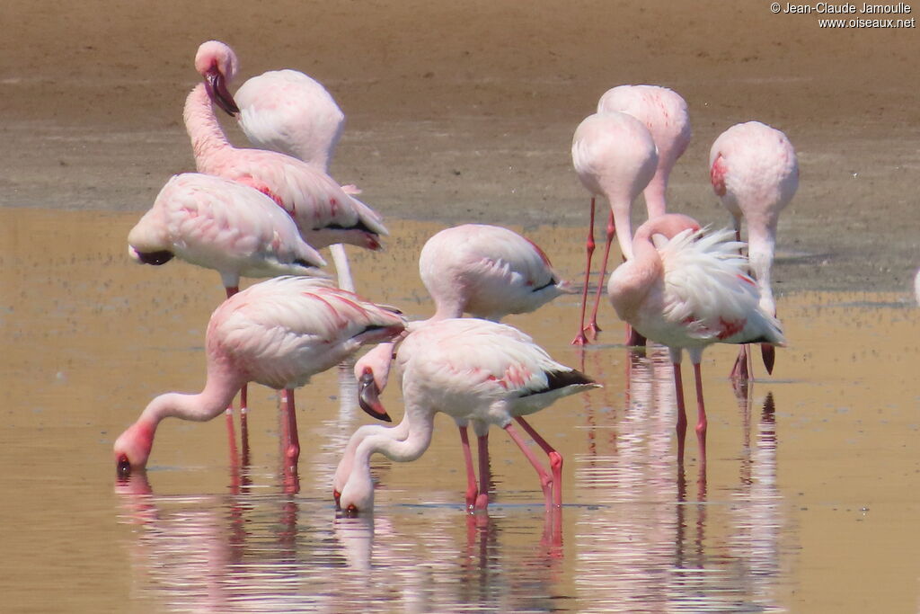 Lesser Flamingo